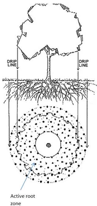 Application for Mature trees.png