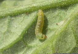 Tuta larvae.PNG