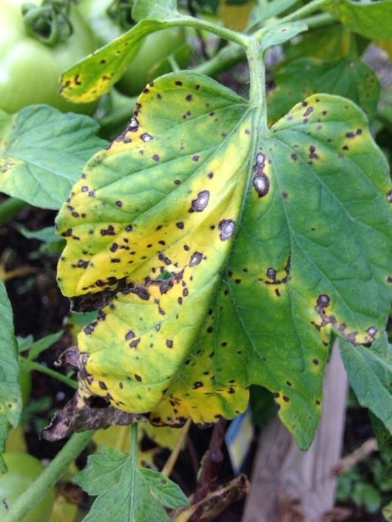 Bacterial spots, specks and septoria leaf spot - Agropests